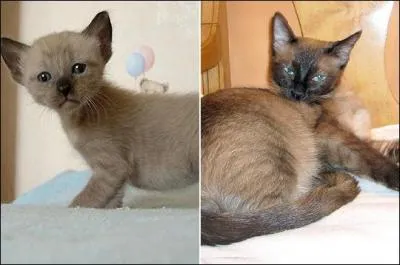 De quelle race s'agit-il ?