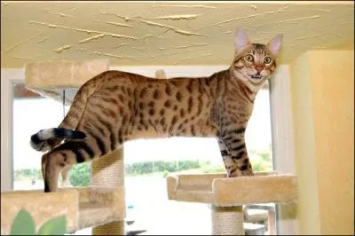 De quelle race s'agit-il ?