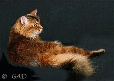 De quelle race s'agit-il ?