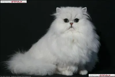 De quelle race s'agit-il ?