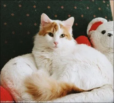 De quelle race s'agit-il ?