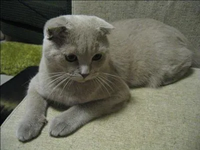 De quelle race s'agit-il ?