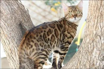 De quelle race s'agit-il ?