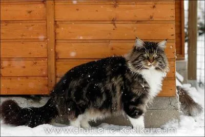 De quelle race s'agit-il ?