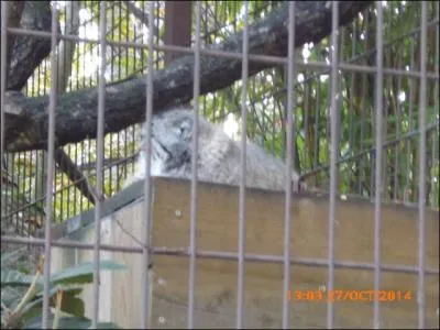 Ce gros chat est appelé chat de _______.