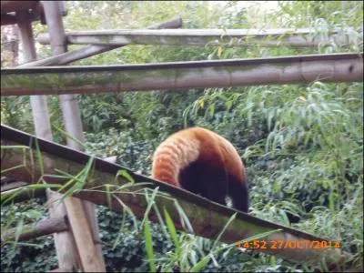 Ce joli petit mammifère est un panda roux.