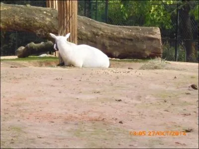 Ce mammifère à cornes appartient à la famille des Oryx. Quelle est son espèce ?
