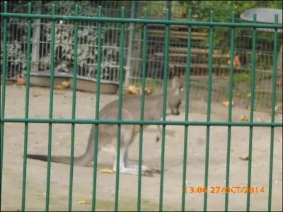 Ce petit kangourou est un....