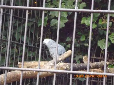 Le perroquet gris du Gabon est une des espèces de perroquets.....