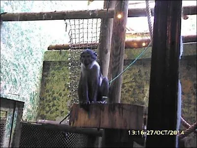 Ce singe est un mangabey couronné. Il vit en Amérique.
