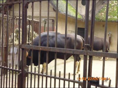 Quel est l'autre nom du gaur indien ?