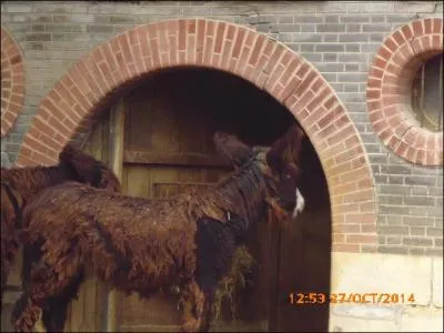 Ce baudet est originaire du....