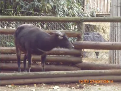 Cet animal est un _______ des plaines.