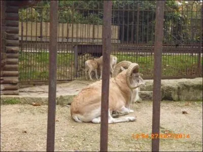 Le bouquetin du Caucase vit en Iran, en Afghanistan et en....