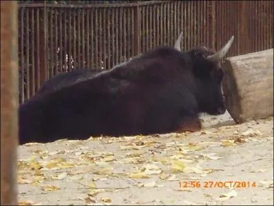 Ce gros bovidé est un....