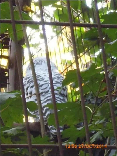 Cette espèce de chouette a joué un rôle dans Harry Potter. Quel était son rôle et quelle est cette espèce ?