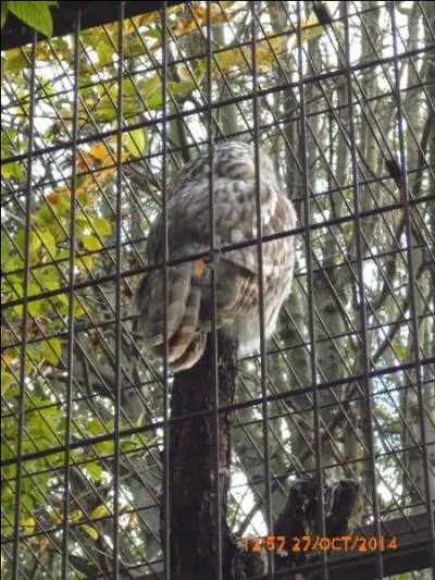 Les chouettes peuvent tourner leur tête de....