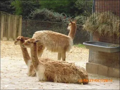 Ce ne sont ni des lamas ni des guanacos, ce sont donc des....