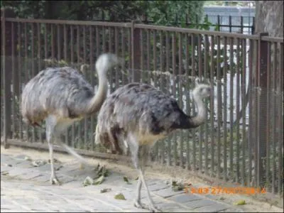 Ces deux gros oiseaux sont des....