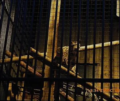 Ce petit félin est une panthère...