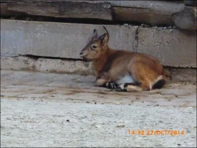 Cet animal est un petit...
