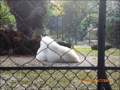 Cette touffe de poils est...