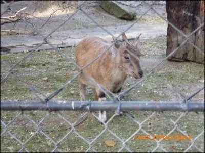 Cet animal est un markhor. Mâle, femelle ou jeune ?