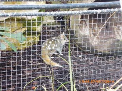 Ce petit animal tacheté peut aussi être noir. C'est le chat marsupial.