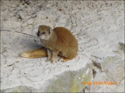 Elle est mignonne, c'est la...