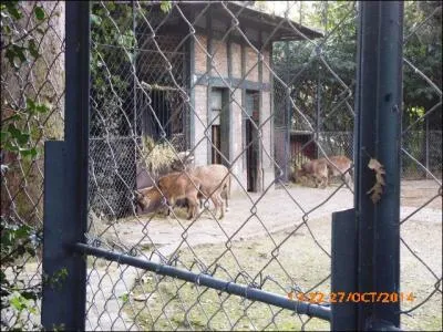 Ces animaux sont des...