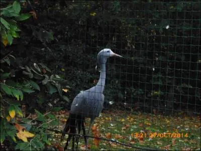 Cet oiseau dansant est une grue...