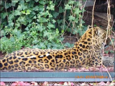 La panthère de Chine peut aussi s'appeler...