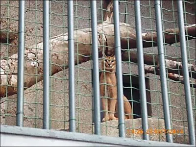 Ce félin aux oreilles à plumeaux est un...