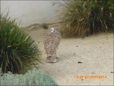 Cet oiseau est une outarde...