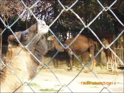 Les chameaux appartiennent à la famille des...