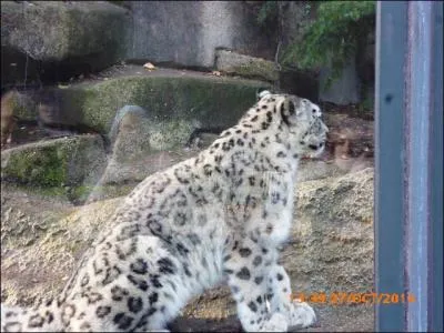 Cette grosse peluche est un léopard des Andes.