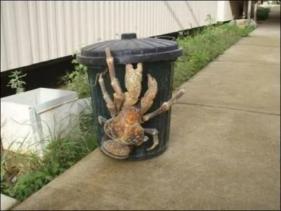 Pourquoi appelle-t-on ce crabe le "Crabe du cocotier" ?