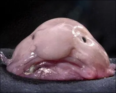 Pourquoi est-ce que le blobfish a un corps mou ?