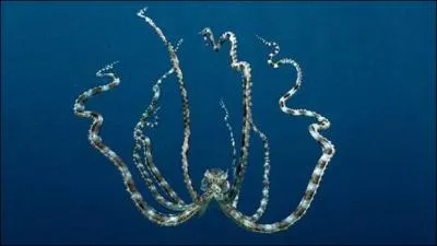 Que peut faire la pieuvre mimétique ?