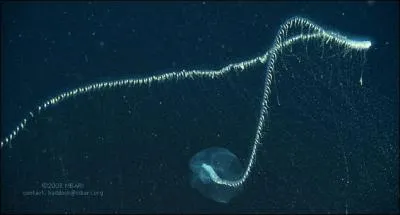 De quoi est composé le siphonophore géant ?
