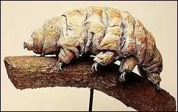 À combien de degrés les oursons d'eau peuvent-ils survivre ?