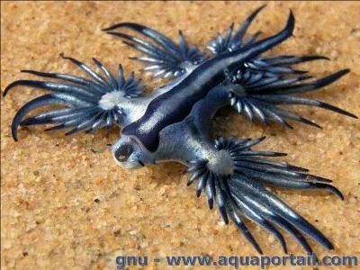 D'où le glaucus atlanticus tient-il son pouvoir urticant ?
