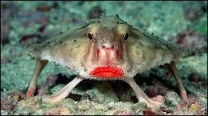 Comment le poisson chauve-souris préfère-t-il se déplacer ?