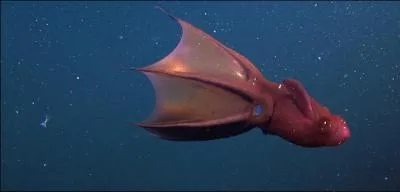 De quoi est couverte la peau du vampire des abysses ?