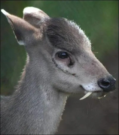 Que veut dire "Elaphodus cephalophus" qui est le nom scientifique du cerf huppé ?