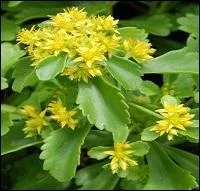 Jolies fleurs en forme d'étoile.
Pour avoir le nom de cette plante de rocaille vivace, il faut associer celui d'un métal et celui d'un conifère.