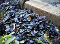 Celle-ci est l'homographe d'un instrument de musique à vent.