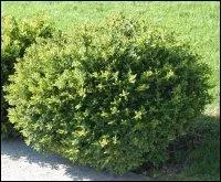 Quelle lettre faut-il remplacer dans le mot "bris" afin d'avoir le nom de cet arbuste au feuillage persistant ?