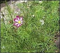 Ces plantes portant un nom synonyme de l'Univers s'épanouissent en plein soleil.