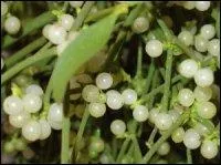 Quel suffixe ajoutez-vous à cette grosse boule de feuillage vert et boules blanches, brillantes, afin d'en faire un chef ?